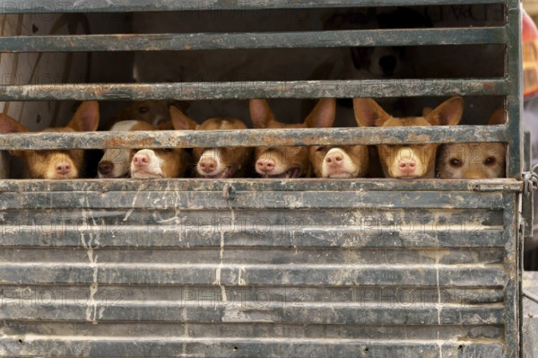 Rehala Podenco dogs standing caged in a transport truck, moving for hunting day in ronda, malaga,