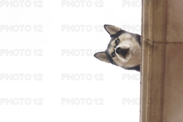 Siberian husky peeking from behind a column, tilting head and gazing down with curious blue eyes