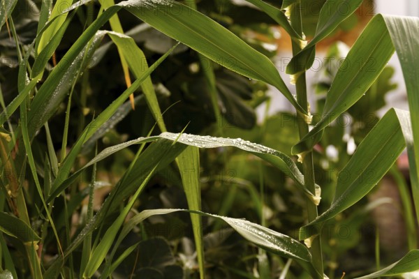 Green plant leaves with fresh water drops sparkling on their surface in a natural outdoor setting,