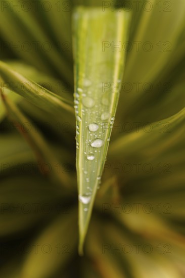 Green plant leaf covered in fresh water drops. Close-up view showing nature's beauty and