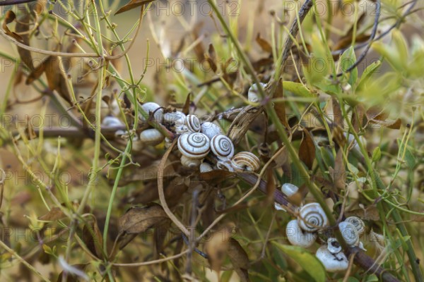 Ronda, malaga, spain Cluster of small snails with striped shells clinging to green and dried plant