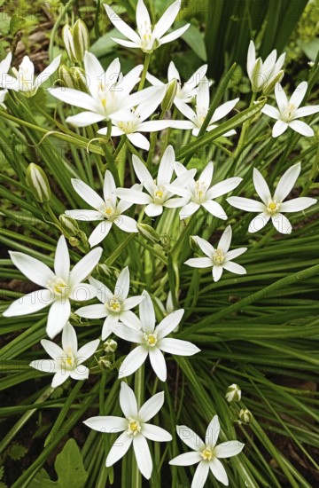 The natural beauty of the asparagus family. A close-up macro photo of Ornithogalum umbellatum