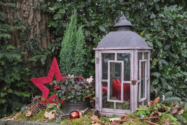 Christmas lantern with red apples and star surrounded by moss and pine branches in the forest,