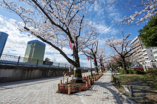 Sumida Park with blooming cherry trees, Japanese cherry blossoms, waterfront along the Sumida