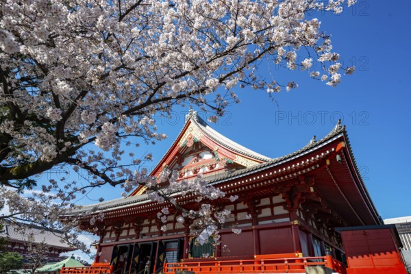 Cherry Blossoms and Red Temple, Buddhist Temple Complex, Japanese Cherry Blossom, Asakusa Shrine or