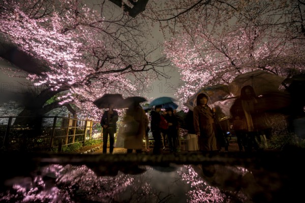 People walking under blooming illuminated cherry trees at night, Japanese cherry blossoms in
