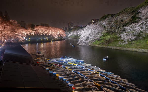 Rowing boats on Chidorigafuchi Canal, illuminated cherry trees blooming on the shore at night,