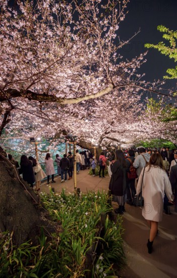 People walking under blooming illuminated cherry trees at night, Japanese cherry blossoms in