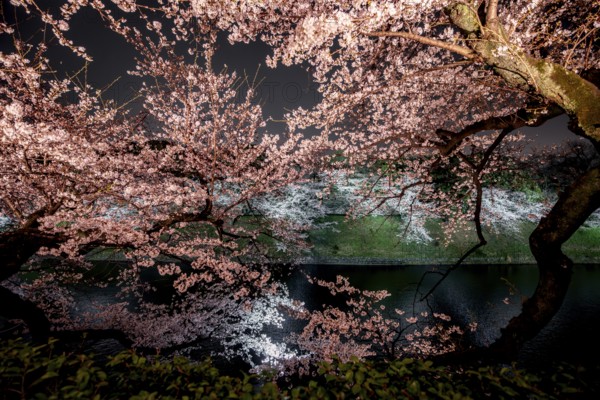 Chidorigafuchi Canal with blooming illuminated cherry trees at night, Japanese cherry blossoms in