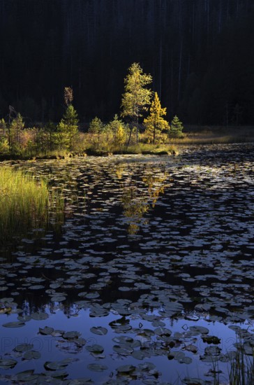 Huzenbachersee, Karsee in the light of the evening sun, Black Forest National Park,