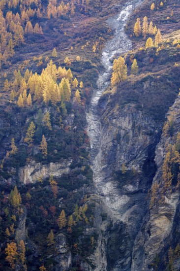 Yellow trees shine in autumn colours above an abysm. Steep slope is a large rock formation. Rhone