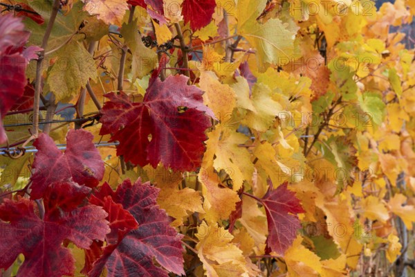 Vine leaves, red and yellow. Autumn colours in the Rhone Valley. Colourful yellow orange image.
