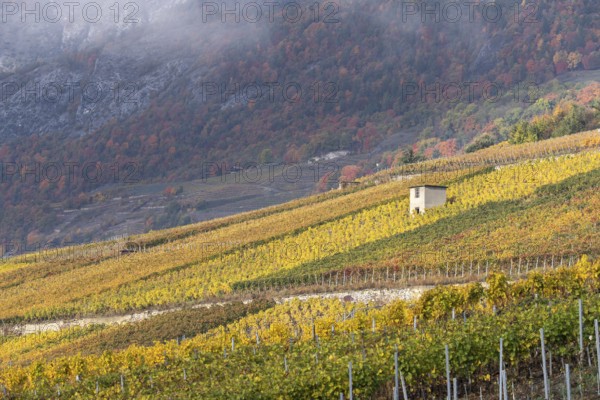 Terraced grape vineyards in autumn colours in the Rhone Valley. Colourful yellow, green, and orange