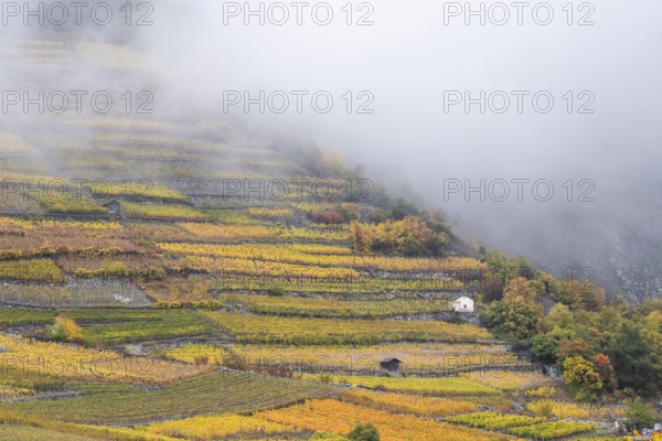 Terraced grape vineyards in autumn colours in the Rhone Valley. Downhill growing in colourful