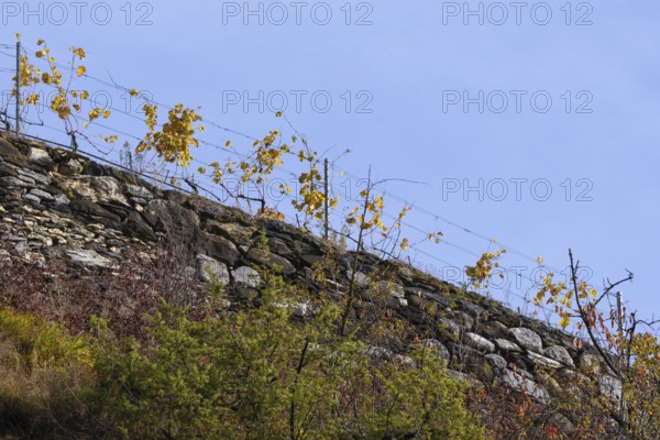 Vine hangs on wire on top of a handmade stone wall. Background is blue sky. Autumn colours in the