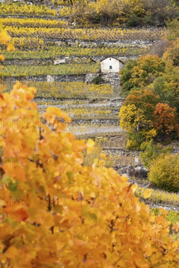 Terraced grape vineyards in autumn colours in the Rhone Valley. Little brown hut stands in the