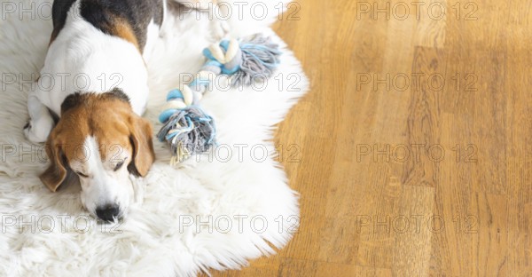 Portrait of Adult male beagle dog sleeping indoors. Dog background theme