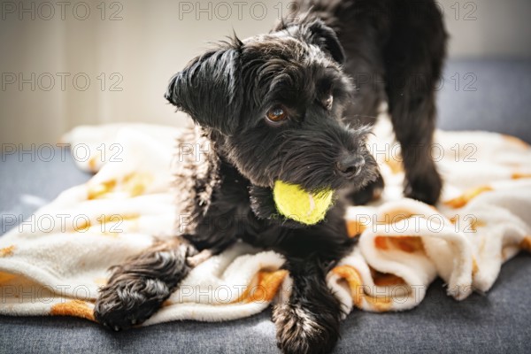 A black Yorkshire dog dog holds a yellow ball on a blanket, bathed in warm sunlight, exuding a
