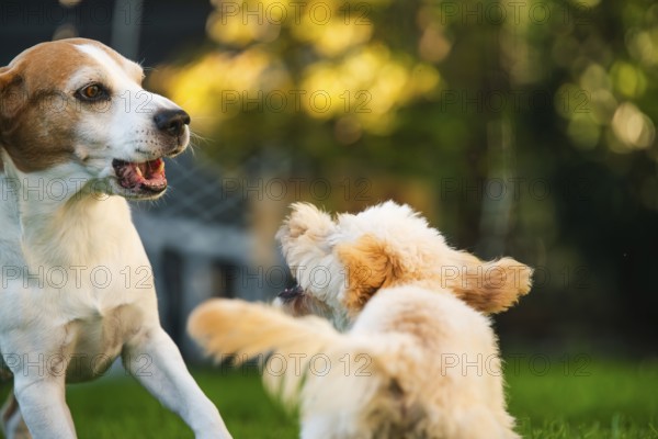 Maltipoo puppy and Beagle dog interacting playfully in a garden with a green background, Graz,