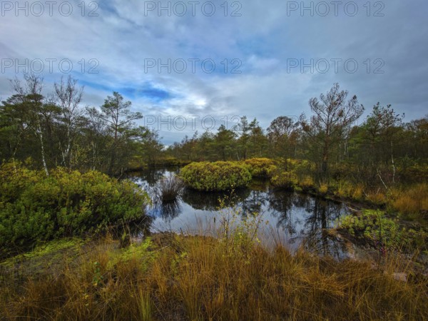A still body of water in a moor surrounded by trees under an overcast sky, The Holler Moor in 27804