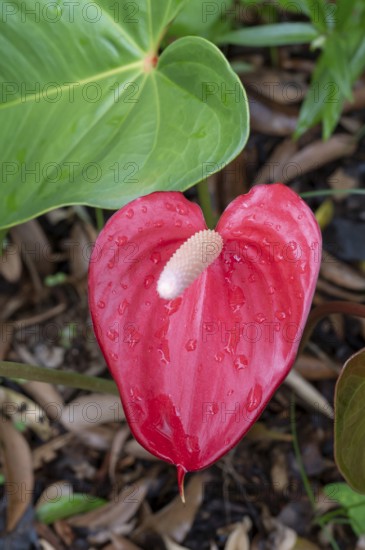 A bright red anthurium (Anthurium andraeanum) with a white flask (Spadix) and dew drops on the