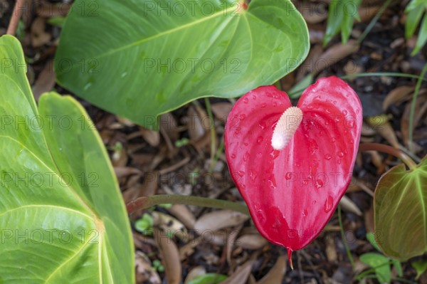A bright red anthurium (Anthurium andraeanum) with a white flask (Spadix) and dew drops on the