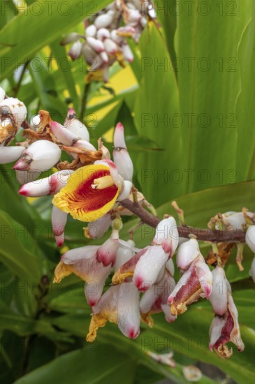 Close-up of red ginger (Alpinia purpurata) inflorescences with eye-catching, white-pink bracts and