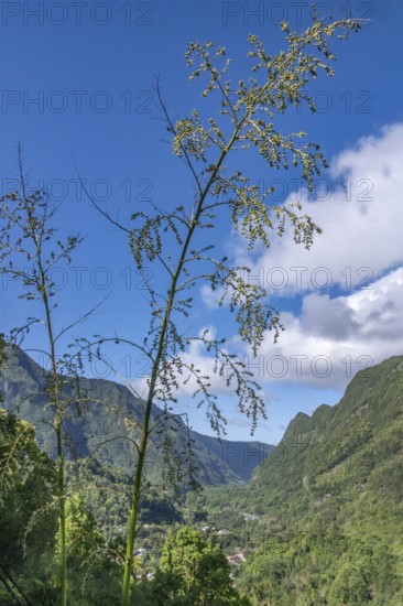 The view from Department 52 (D52) into Cirque de Salazie shows the deep, tropical green valley,