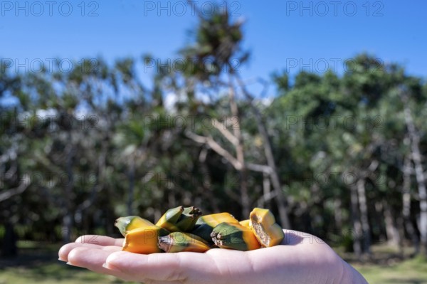 A hand holds a small cluster of yellow-orange and green fruit segments of Vacoas (Pandanus utilis),
