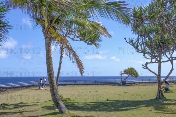 Two tropical palm trees (Cocos nucifera) and a pandanus tree (Vacoas) frame a wide grassy area at