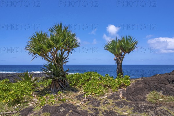 Two pandanus trees (Vacoas) with characteristic, sparpy branches and green fan-like leaves stand