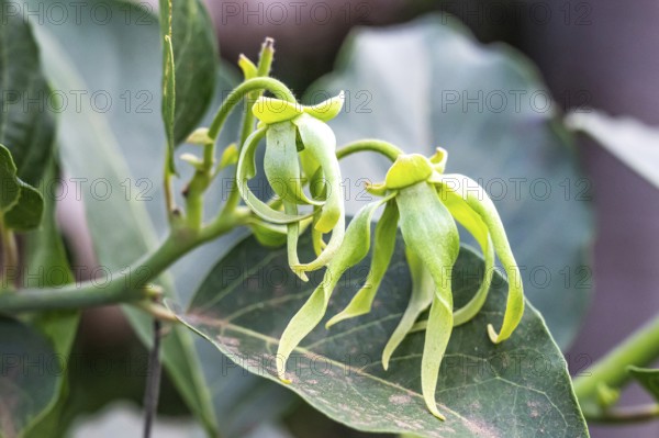 The green-yellow flowers of the ylang ylang tree (Cananga odorata) with their characteristically