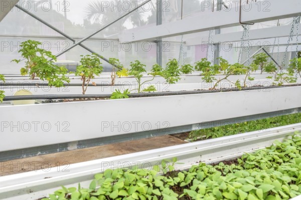 Healthy, green geranium plant (pelargonium) with its serrated leaves in a breeding facility