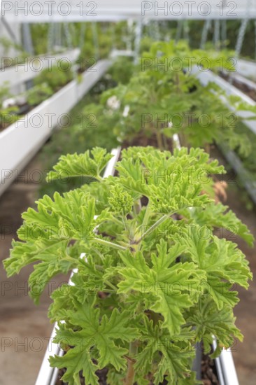Close-up of healthy, green geranium plant (pelargonium) with its serrated leaves in a breeding