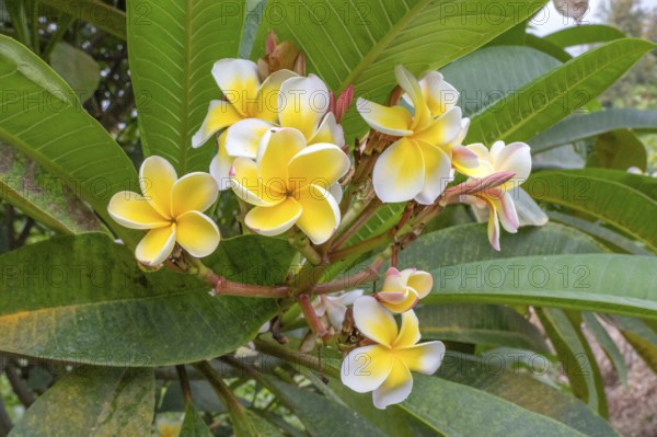 Cluster of white and bright yellow flowers of frangipani (Plumeria) with their characteristic