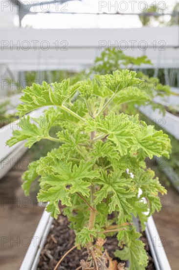 DSC_9986 Close-up of healthy green geranium plant (pelargonium) with its serrated leaves in a