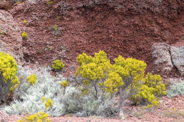 Detail of the flanks along the Route du Volcan with intense yellow-green and silver-colored plants
