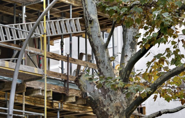 Sycamore tree with cut branch, space for scaffolding on a new building of a house, Berlin, 28.10