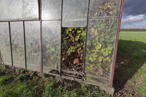 Abandoned greenhouse of a nursery, interior completely overgrown, Lost Place, Düsseldorf, North