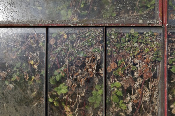 Abandoned greenhouse of a nursery, view of the completely overgrown interior, Lost Place,