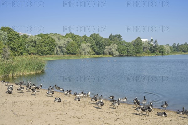 Branta leucopsis white-cheeked goose, Töölö bay, Töölönlahti, Helsinki, Finland
