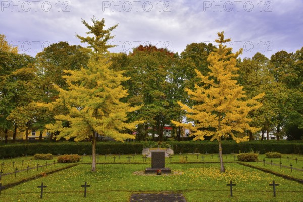 Ginkgo or ginko (ginkgo biloba) at the western cemetery in Augsburg, administrative district of