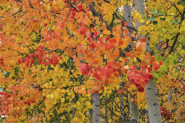 Aspen, (Populus tremula) in an urban park in Augsburg, administrative district of Swabia, Bavaria,