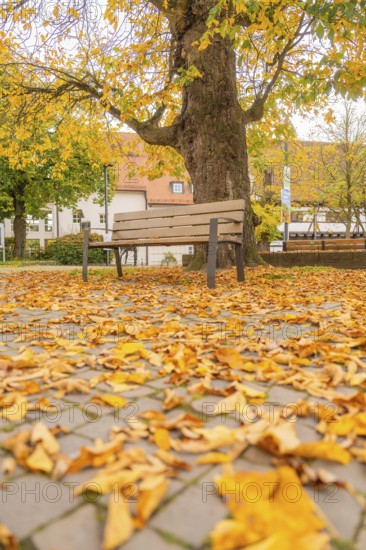 Lonely park bench under a tree on a rocky square full of fallen leaves, Sindelfingen, Böblingen