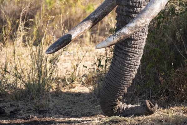 African elephant (Loxodonta africana) detail trunk and tusks, the famous Super Tusker elephant