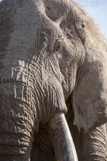 African elephant (Loxodonta africana) animal portrait, detail, the famous Super Tusker elephant