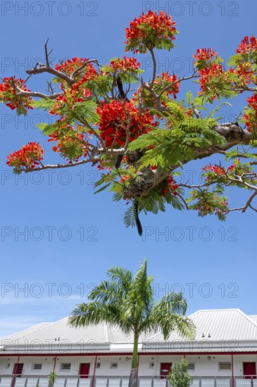 An intensely red-blooming flame tree (Delonix regia) contrasts with the blue sky over a white