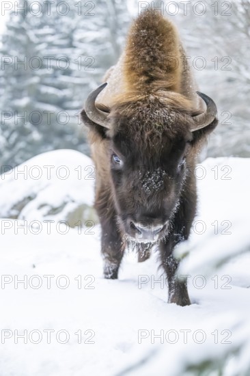 European bison (Bison bonasus) or Wisent walking on a meadow next to the forest in winter, snow,