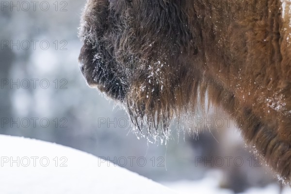 European bison (Bison bonasus) or Wisent detail in winter, snow, nose, fur, Bavaria, Germany