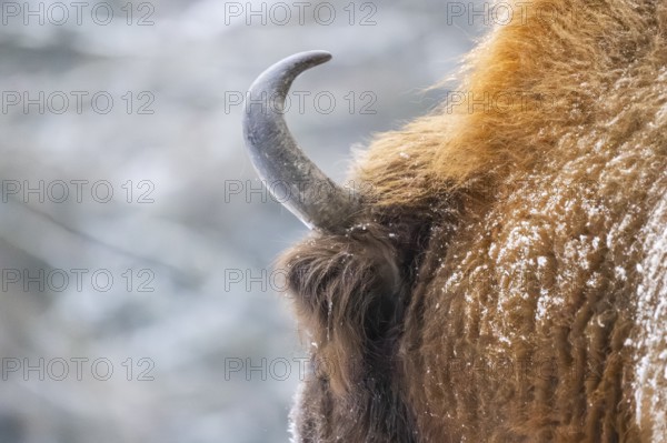 European bison (Bison bonasus) or Wisent detail in winter, snow, horn, Bavaria, Germany